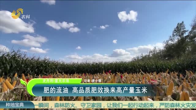 【史丹利·星光农场】肥的流油 高品质肥效换来高产量玉米