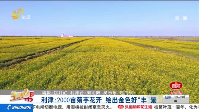 利津：2000亩菊芋花开 绘金色好“丰”景