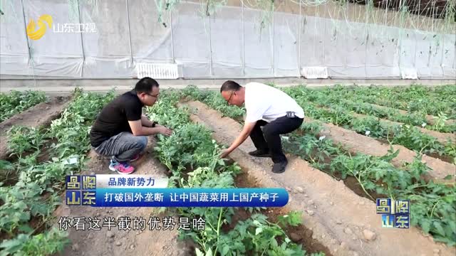 【品牌新势力】打破国外垄断 让中国蔬菜用上国产种子