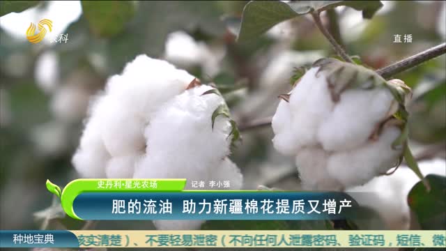 【史丹利·星光农场】肥的流油 助力新疆棉花提质又增产