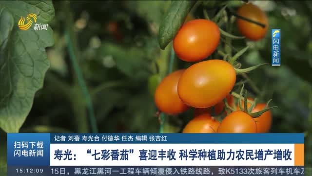 【金秋十月】寿光：“七彩番茄”喜迎丰收 科学种植助力农民增产增收