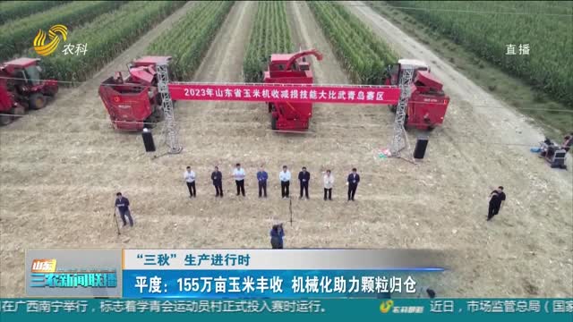 【“三秋”生产进行时】平度：155万亩玉米丰收 机械化助力颗粒归仓