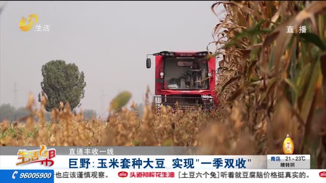 【直通丰收一线】巨野：玉米套种大豆 实现“一季双收”