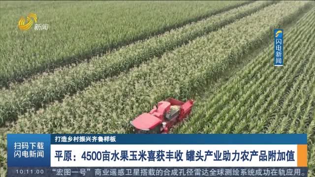 【打造乡村振兴齐鲁样板】平原：4500亩水果玉米喜获丰收 罐头产业助力农产品附加值