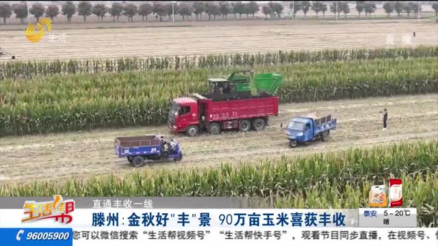 【直通丰收一线】滕州：金秋好“丰”景 90万亩玉米喜获丰收