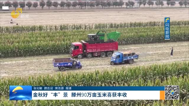金秋好“丰”景 滕州90万亩玉米喜获丰收