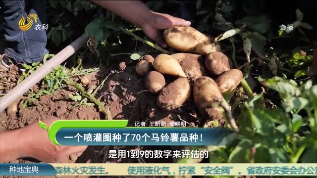 一个喷灌圈种了70个马铃薯品种！
