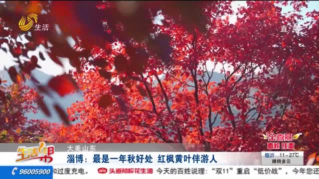 【大美山东】淄博：最是一年秋好处 红枫黄叶伴游人