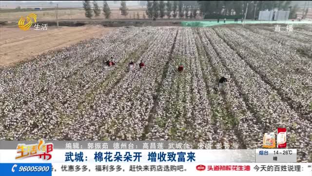 武城：棉花朵朵开 增收致富来