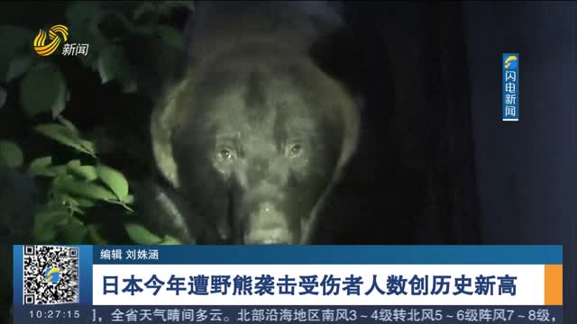 日本今年遭野熊袭击受伤者人数创历史新高