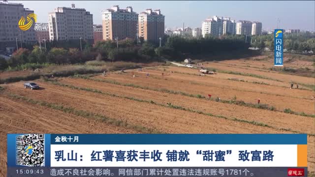 【金秋十月】乳山：红薯喜获丰收 铺就“甜蜜”致富路