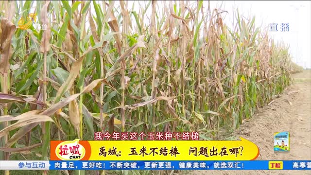 禹城：玉米不结棒 问题出在哪？