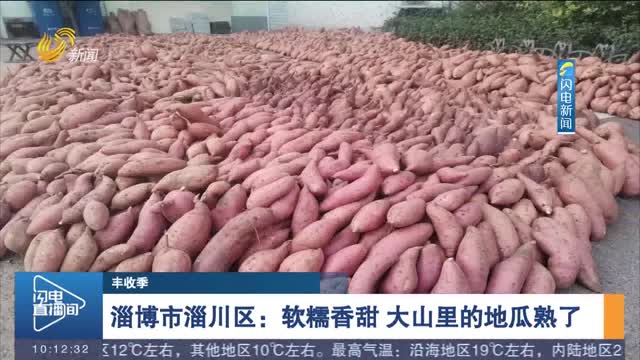 【丰收季】淄博市淄川区：软糯香甜 大山里的地瓜熟了