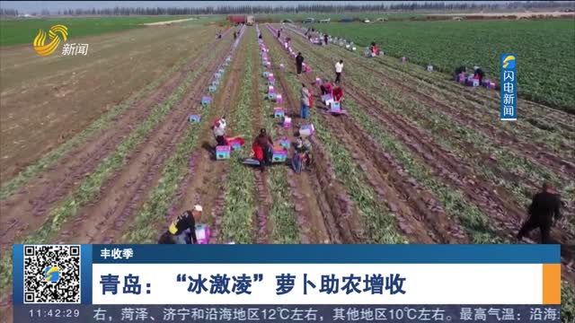青岛：“冰激凌”萝卜助农增收