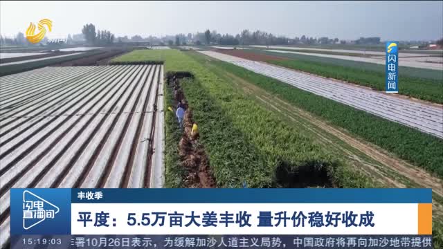【丰收季】平度：5.5万亩大姜丰收 量升价稳好收成