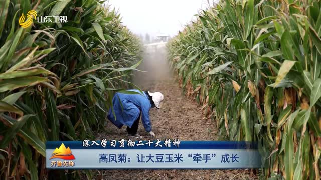 20231028《齐鲁先锋》：高凤菊——让大豆玉米“牵手”成长