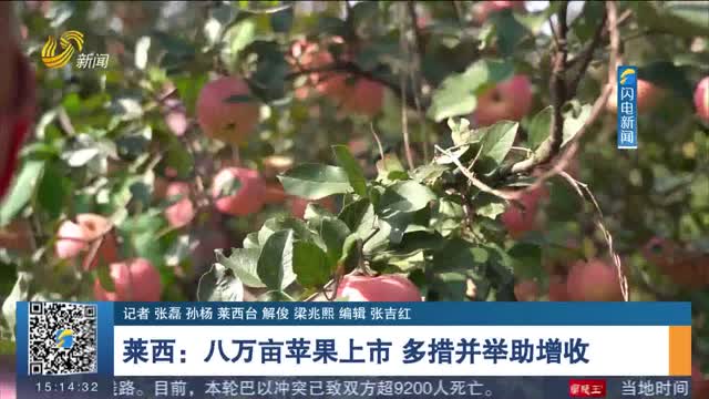 【丰收季】莱西：八万亩苹果上市 多措并举助增收