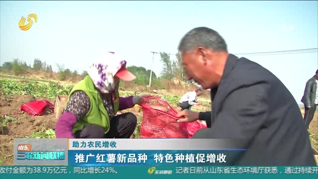 【助力农民增收】推广红薯新品种 特色种植促增收