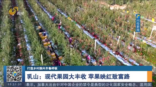 【打造乡村振兴齐鲁样板】乳山：现代果园大丰收 苹果映红致富路