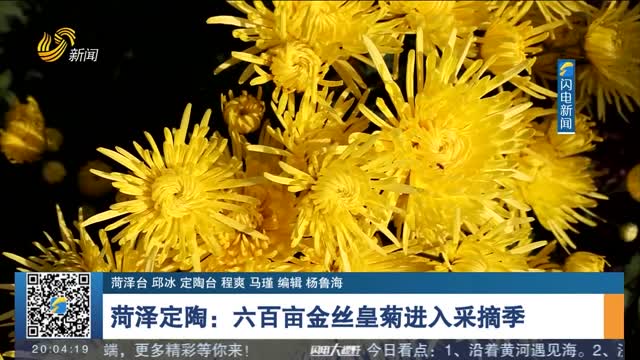 菏泽定陶：六百亩金丝皇菊进入采摘季