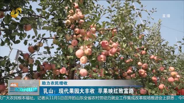 【助力农民增收】乳山：现代果园大丰收 苹果映红致富路