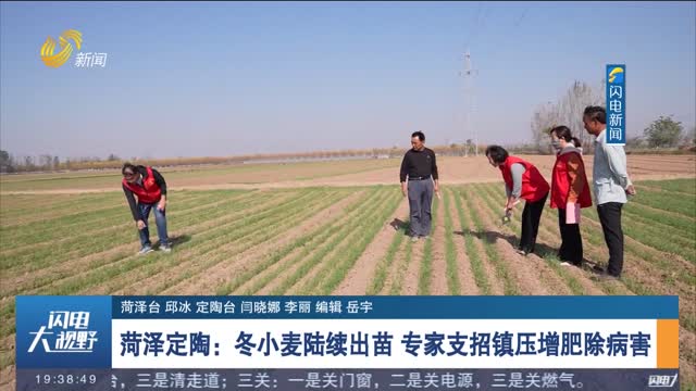 菏泽定陶：冬小麦陆续出苗 专家支招镇压增肥除病害