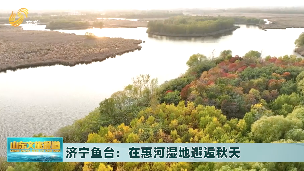 济宁鱼台：在惠河湿地邂逅秋天