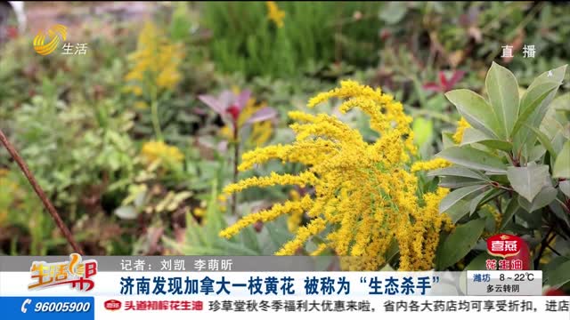 济南发现加拿大一枝黄花 被称为“生态杀手”