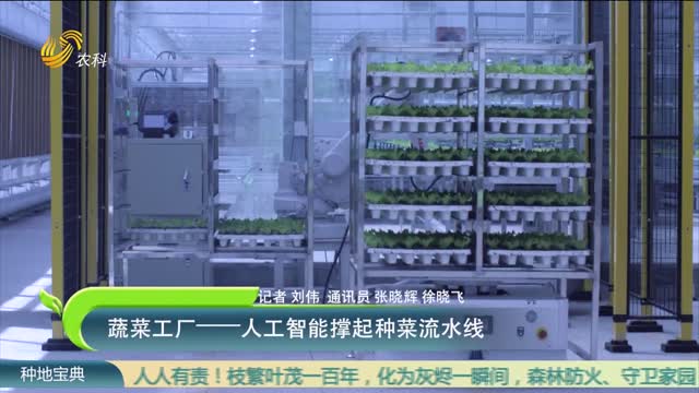 蔬菜工厂——人工智能撑起种菜流水线