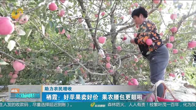 【助力农民增收】栖霞：好苹果卖好价 果农腰包更鼓啦