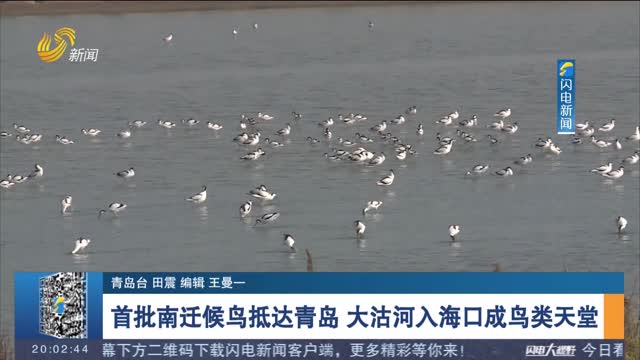首批南迁候鸟抵达青岛 大沽河入海口成鸟类天堂