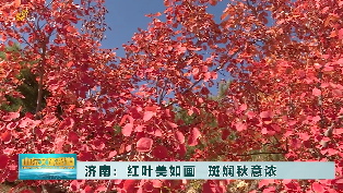 济南：红叶美如画  斑斓秋意浓