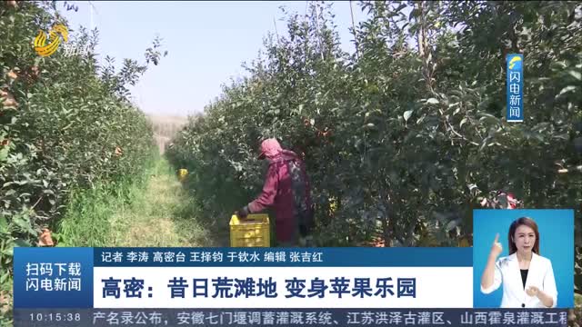 【丰收季】高密：昔日荒滩地 变身苹果乐园