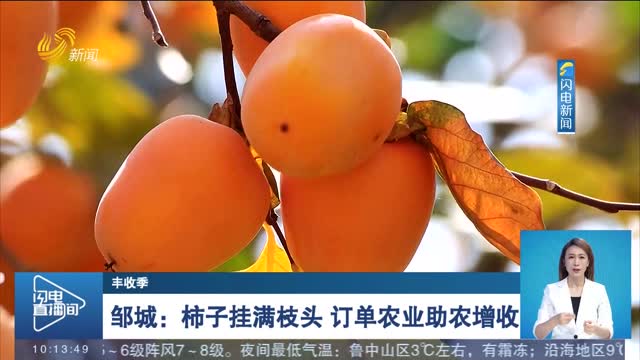 【丰收季】邹城：柿子挂满枝头 订单农业助农增收