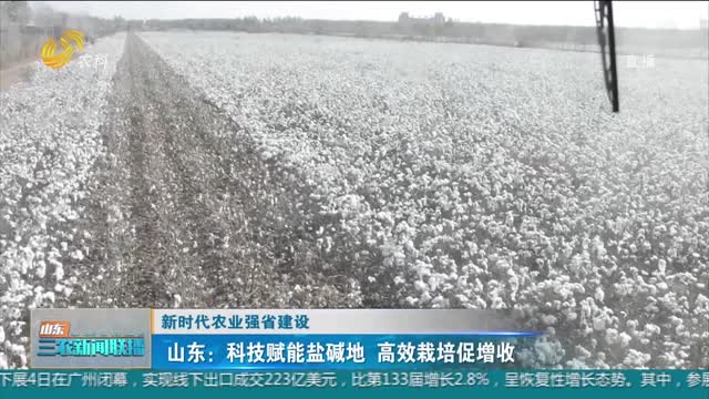 【新时代农业强省建设】山东：科技赋能盐碱地 高效栽培促增收