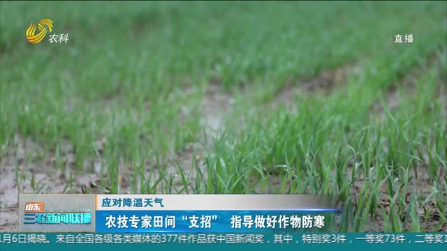 【应对降温天气】农技专家田间“支招” 指导做好作物防寒