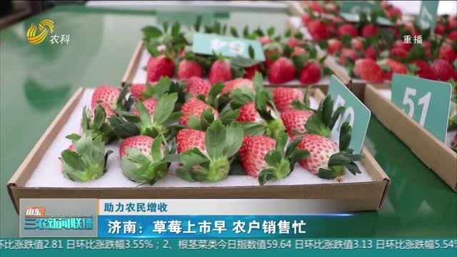 【助力农民增收】济南：草莓上市早 农户销售忙