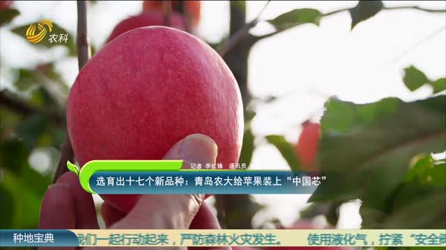 选育出十七个新品种：青岛农大给苹果装上“中国芯”