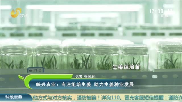 峡兴农业：专注组培生姜 助力生姜种业发展