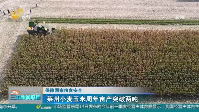 【保障国家粮食安全】莱州小麦玉米周年亩产突破两吨
