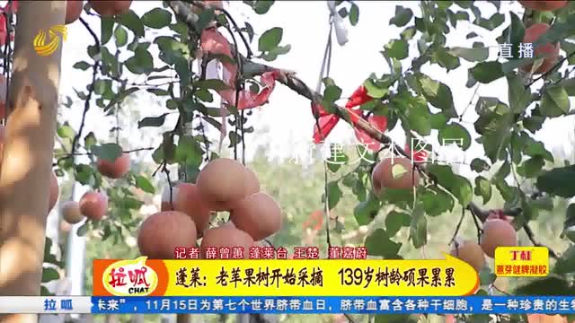 烟台蓬菜：老苹果树开始采摘 139岁树龄硕果累累