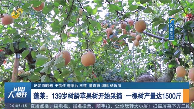 蓬莱：139岁树龄苹果树开始采摘 一棵树产量达1500斤