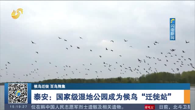 【候鸟迁徙 百鸟翔集】泰安：国家级湿地公园成为候鸟“迁徙站”