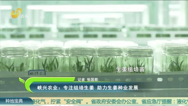 峡兴农业：专注组培生姜 助力生姜种业发展