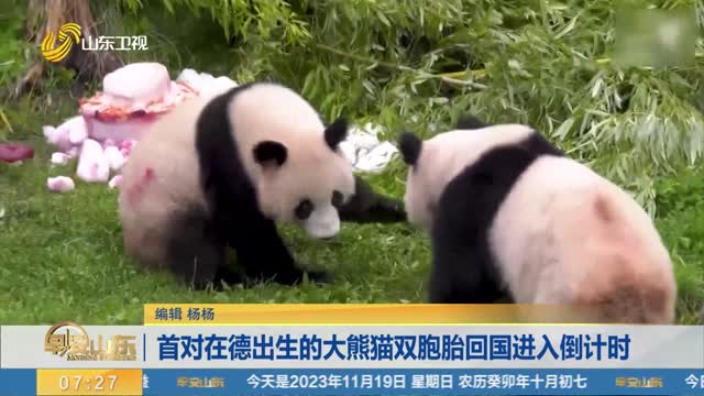 首对在德出生的大熊猫双胞胎回国进入倒计时