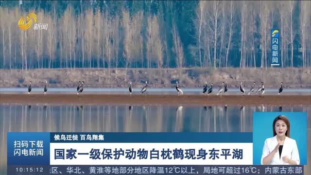 【候鸟迁徙 百鸟翔集】国家一级保护动物白枕鹤现身东平湖