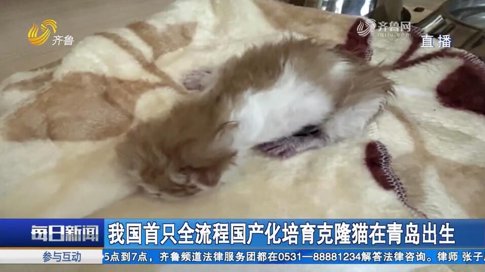 我国首只全流程国产化培育克隆猫在青岛出生