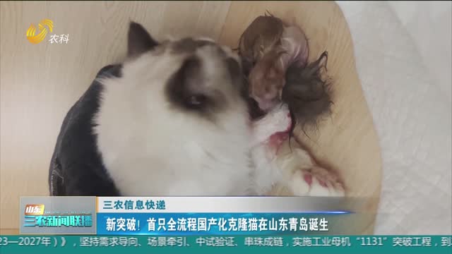 【三农信息快递】新突破！首只全流程国产化克隆猫在山东青岛诞生