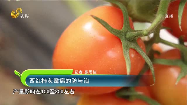 西红柿灰霉病的防与治