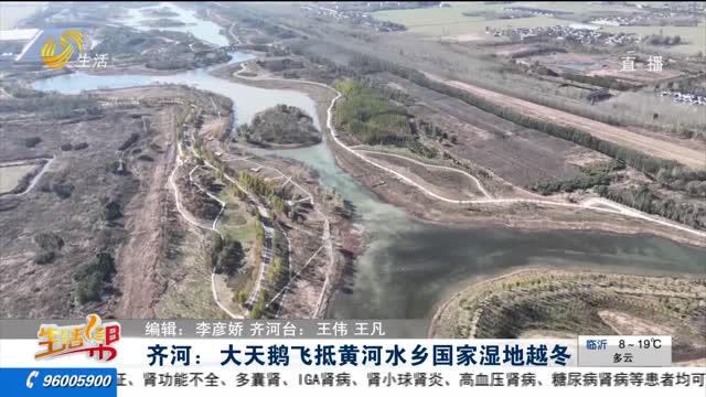 齐河：大天鹅飞抵黄河水乡国家湿地越冬
